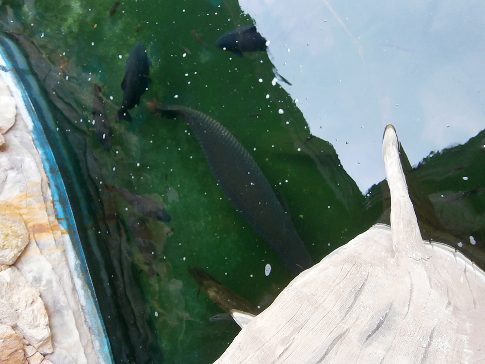 รูปภาพของ เที่ยวดูปลาที่พิพิธภัณฑ์สัตว์น้ำราชมงคลตรัง
