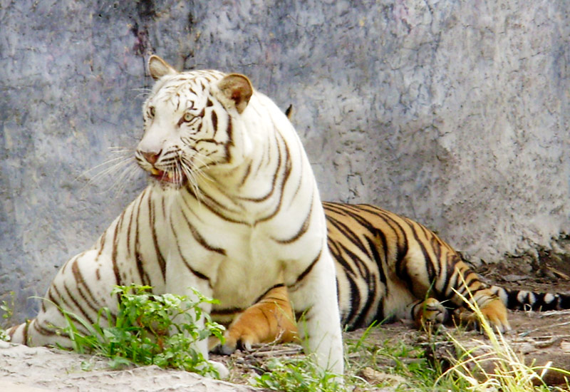 รูปภาพของ Songkhla Zoo เที่ยวสวนสัตว์สงขลาช่วงปลายปี