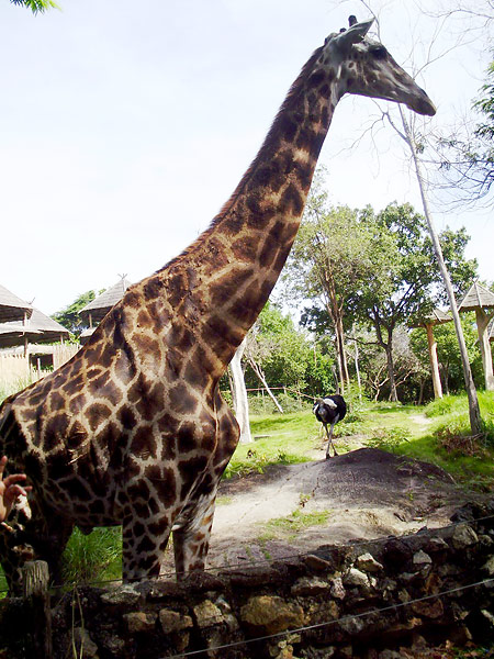รูปภาพของ Songkhla Zoo เที่ยวสวนสัตว์สงขลาช่วงปลายปี